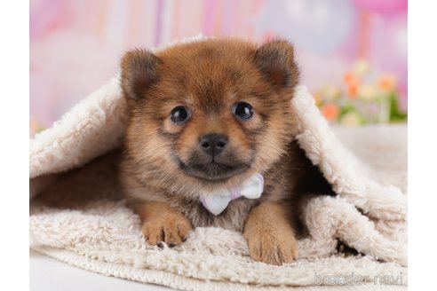 成約済の東京都のミックス犬-356282の5枚目